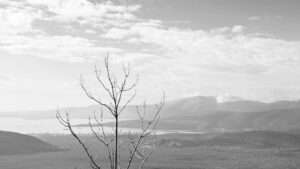 Dead tree overlooking the Greek sea and mountains, illustrating dreams in Ecclesiastes