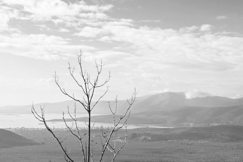 Dead tree overlooking the Greek sea and mountains, illustrating dreams in Ecclesiastes